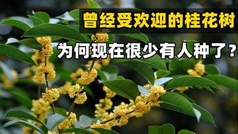 桂花樹 風水|家裡種桂花樹在風水上有什麼講究？這些禁忌要注意！。